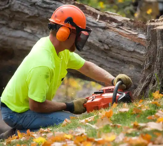 tree services Four Corners